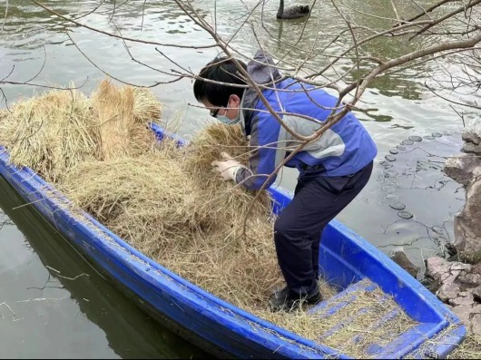
北京积水潭医院黄牛代挂号电话票贩子号贩子网上预约挂号,住院检查加快,“萌宝”破壳，黑天鹅宝宝成为天鹅湖“首发天团”