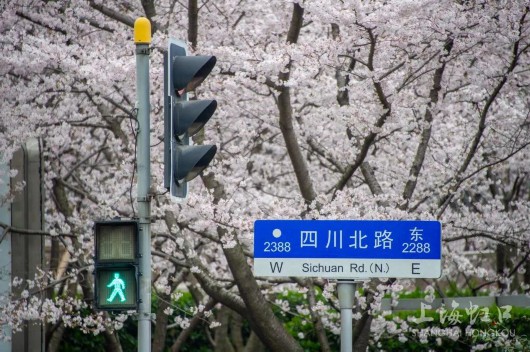 
首都医科大学附属儿童医院黄牛代挂号电话票贩子号贩子网上预约挂号,住院检查加快,雨后盛放的樱花有多美？虹足樱花全盛期来咯~