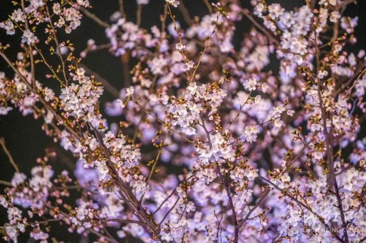 
首都医科大学附属儿童医院黄牛代挂号电话票贩子号贩子网上预约挂号,住院检查加快,雨后盛放的樱花有多美？虹足樱花全盛期来咯~