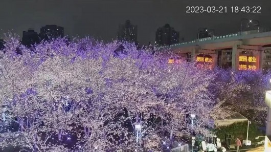 
首都医科大学附属儿童医院黄牛代挂号电话票贩子号贩子网上预约挂号,住院检查加快,雨后盛放的樱花有多美？虹足樱花全盛期来咯~