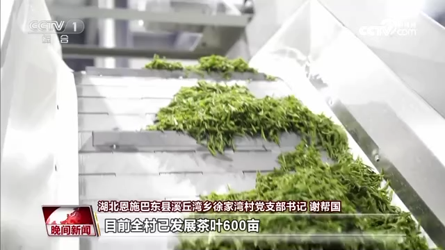 
广州儿童医院黄牛代挂号电话票贩子号贩子网上预约挂号,住院检查加快,又是一年春茶季 各地茶园抢“鲜”采