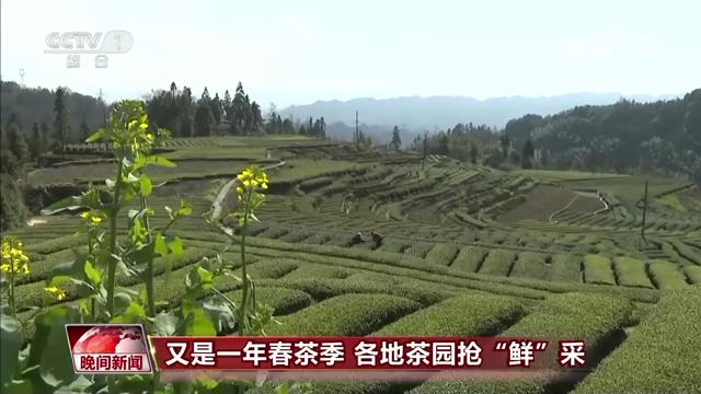 
广州儿童医院黄牛代挂号电话票贩子号贩子网上预约挂号,住院检查加快,又是一年春茶季 各地茶园抢“鲜”采