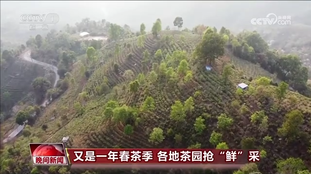 
广州儿童医院黄牛代挂号电话票贩子号贩子网上预约挂号,住院检查加快,又是一年春茶季 各地茶园抢“鲜”采