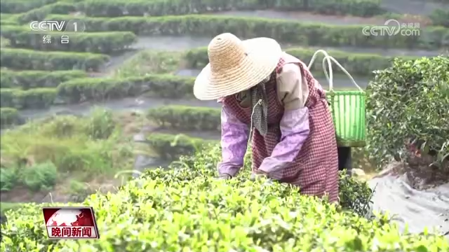 
广州儿童医院黄牛代挂号电话票贩子号贩子网上预约挂号,住院检查加快,又是一年春茶季 各地茶园抢“鲜”采