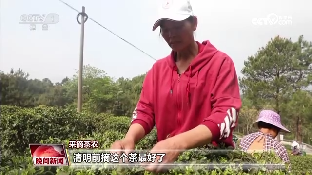 
广州儿童医院黄牛代挂号电话票贩子号贩子网上预约挂号,住院检查加快,又是一年春茶季 各地茶园抢“鲜”采