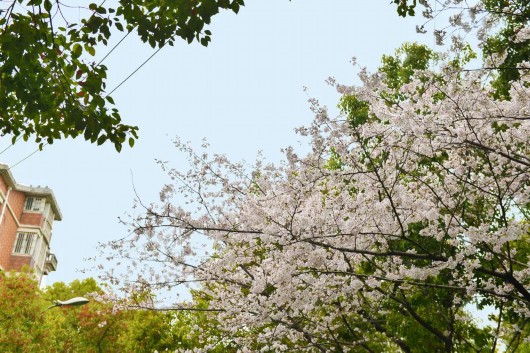 
天津各大医院黄牛代挂号电话票贩子号贩子网上预约挂号,住院检查加快,遇见春日美好！漫步宝山街头巷尾，美丽樱花就近赏