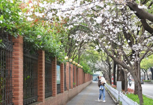 
天津各大医院黄牛代挂号电话票贩子号贩子网上预约挂号,住院检查加快,遇见春日美好！漫步宝山街头巷尾，美丽樱花就近赏