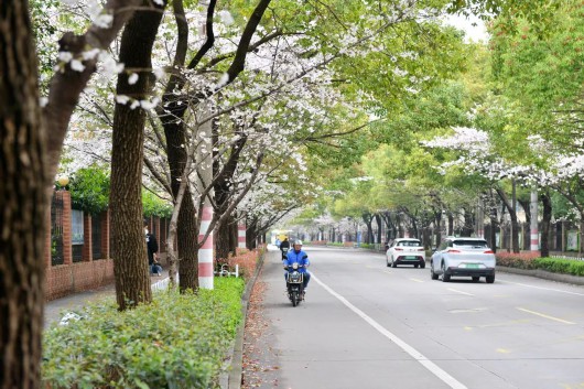 
天津各大医院黄牛代挂号电话票贩子号贩子网上预约挂号,住院检查加快,遇见春日美好！漫步宝山街头巷尾，美丽樱花就近赏