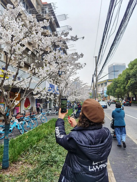 
天津各大医院黄牛代挂号电话票贩子号贩子网上预约挂号,住院检查加快,遇见春日美好！漫步宝山街头巷尾，美丽樱花就近赏