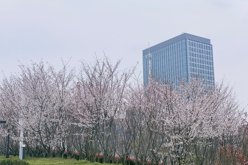 
江苏省中医院黄牛代挂号电话票贩子号贩子网上预约挂号,住院检查加快,【多图】顾村、辰山赏樱人太多？记者去这些小众又免费的赏樱地点看了看