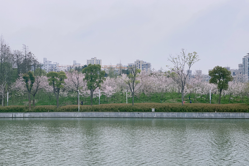 
江苏省中医院黄牛代挂号电话票贩子号贩子网上预约挂号,住院检查加快,【多图】顾村、辰山赏樱人太多？记者去这些小众又免费的赏樱地点看了看