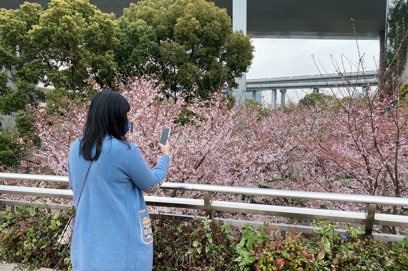 
江苏省中医院黄牛代挂号电话票贩子号贩子网上预约挂号,住院检查加快,【多图】顾村、辰山赏樱人太多？记者去这些小众又免费的赏樱地点看了看