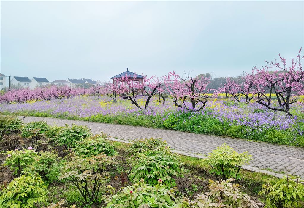 
代挂姜玉武的号黄牛代挂号电话票贩子号贩子网上预约挂号,住院检查加快,春日赏花正当时！廊下郊野公园全新推出首届“上海湾区牡丹节”