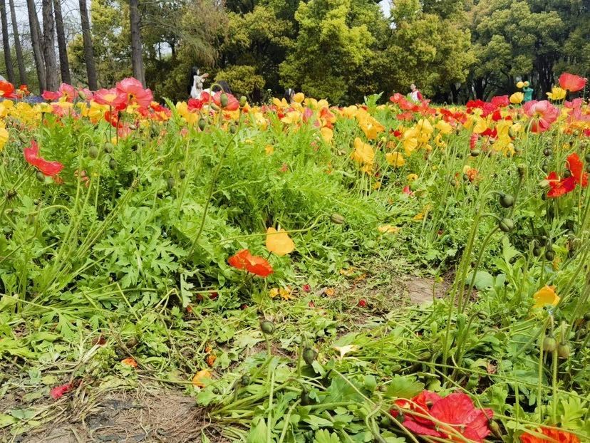 
上海儿童医学中心黄牛代挂号电话票贩子号贩子网上预约挂号,住院检查加快,“请脚下留情文明赏花！”共青森林公园虞美人花海遭踩踏提前结束花期
