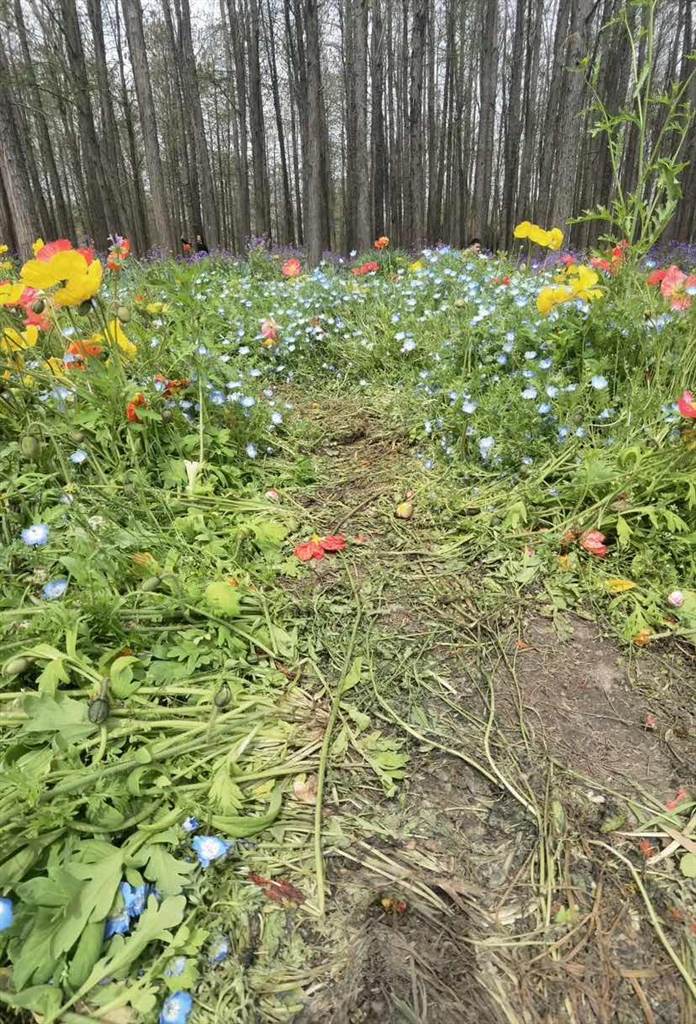 
上海儿童医学中心黄牛代挂号电话票贩子号贩子网上预约挂号,住院检查加快,“请脚下留情文明赏花！”共青森林公园虞美人花海遭踩踏提前结束花期