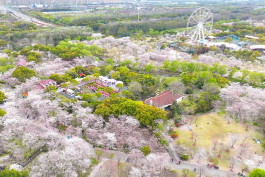 
浙江大学邵逸夫医院黄牛代挂号电话票贩子号贩子网上预约挂号,住院检查加快,让春意点亮心情！快来宝山31家星级公园踏青赏花吧~