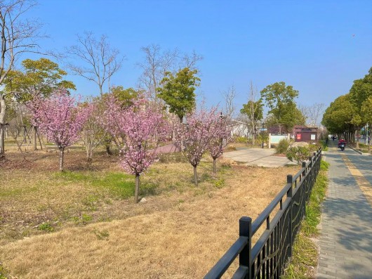 
浙江大学邵逸夫医院黄牛代挂号电话票贩子号贩子网上预约挂号,住院检查加快,让春意点亮心情！快来宝山31家星级公园踏青赏花吧~