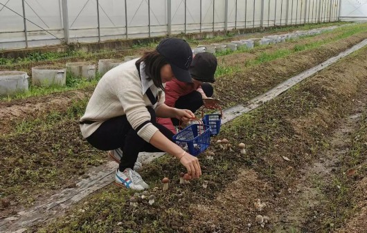 
中国中医科学院望京医院黄牛代挂号电话票贩子号贩子网上预约挂号,住院检查加快,“林下精灵”赤松茸鲜美上市，快来宝山这个美丽乡村体验采摘农趣吧~