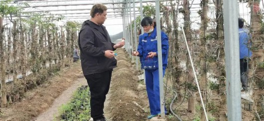 
中国中医科学院望京医院黄牛代挂号电话票贩子号贩子网上预约挂号,住院检查加快,“林下精灵”赤松茸鲜美上市，快来宝山这个美丽乡村体验采摘农趣吧~