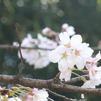 
江苏省第二中医院黄牛代挂号电话票贩子号贩子网上预约挂号,住院检查加快,我们的节日·清明丨文明忆先烈，风车寄哀思