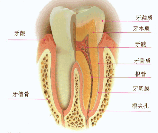 
广州各大医院黄牛代挂号电话票贩子号贩子网上预约挂号,住院检查加快,抽了牙神经牙齿死了吗？丨贤医健康说