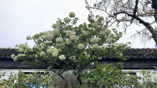 
中日友好医院黄牛代挂号电话票贩子号贩子网上预约挂号,住院检查加快,木绣球花盛开正当时，团团花海引人爱