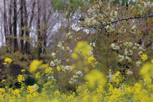 
上海中山医院黄牛代挂号电话票贩子号贩子网上预约挂号,住院检查加快,正是晚樱烂漫时！来顾村公园，为你的春天续约