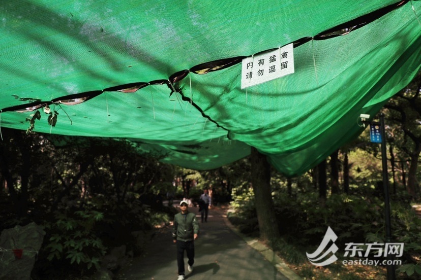 
中国人民解放军总医院黄牛代挂号电话票贩子号贩子网上预约挂号,住院检查加快,小心猛禽出没！杨浦公园凤头鹰回巢，“天罗地网”支起人与自然的平衡点