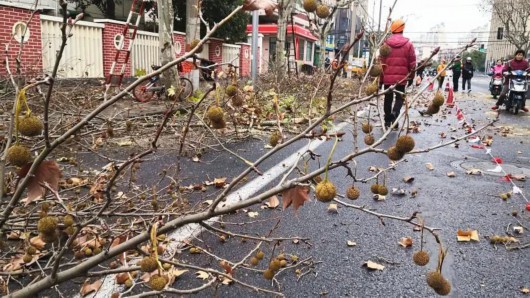 
北京大学第三医院黄牛代挂号电话票贩子号贩子网上预约挂号,住院检查加快,“飞絮季”来袭，上海采取多种措施控制悬铃木飞絮