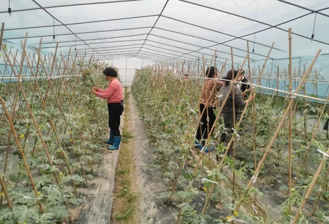 
上海儿童医院黄牛代挂号电话票贩子号贩子网上预约挂号,住院检查加快,黄嫩瓜瓤、香甜多汁……这两种“金山名瓜”本月底抢“鲜”上市