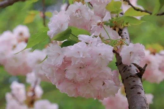 
北京肿瘤医院黄牛代挂号电话票贩子号贩子网上预约挂号,住院检查加快,抓住晚樱的尾巴，来顾村公园接收你的春日欢喜