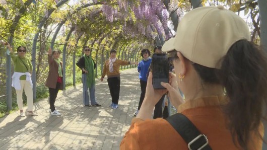 
首都医科大学附属北京口腔医院黄牛代挂号电话票贩子号贩子网上预约挂号,住院检查加快,与春天来一场紫色浪漫之约！紫藤花盛花期到来