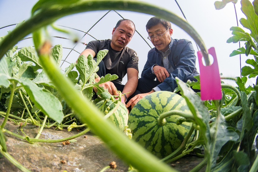 
江苏省人民医院黄牛代挂号电话票贩子号贩子网上预约挂号,住院检查加快,倒计时一周！“南汇8424”西瓜赶早上市，线上下单30分钟配送到家