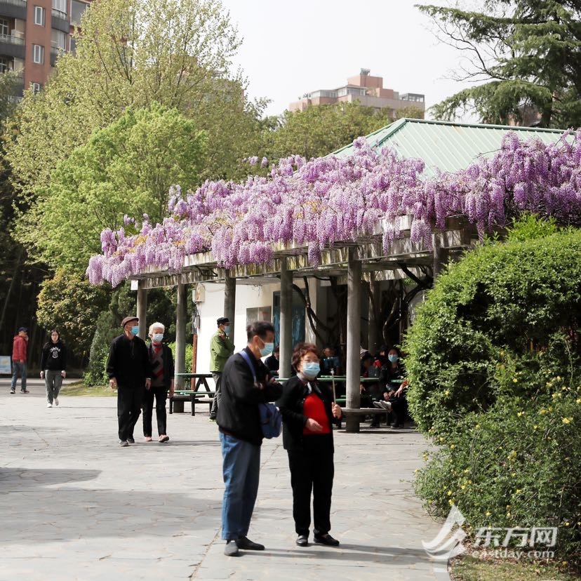 
北京大学第三医院黄牛代挂号电话票贩子号贩子网上预约挂号,住院检查加快,人少景美 申城适合观赏紫藤的地方有这些！