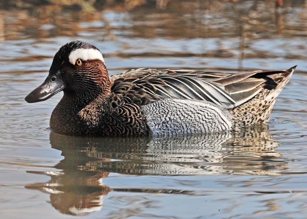 走进汉石桥湿地③|认识湿地里的鸭类(中)