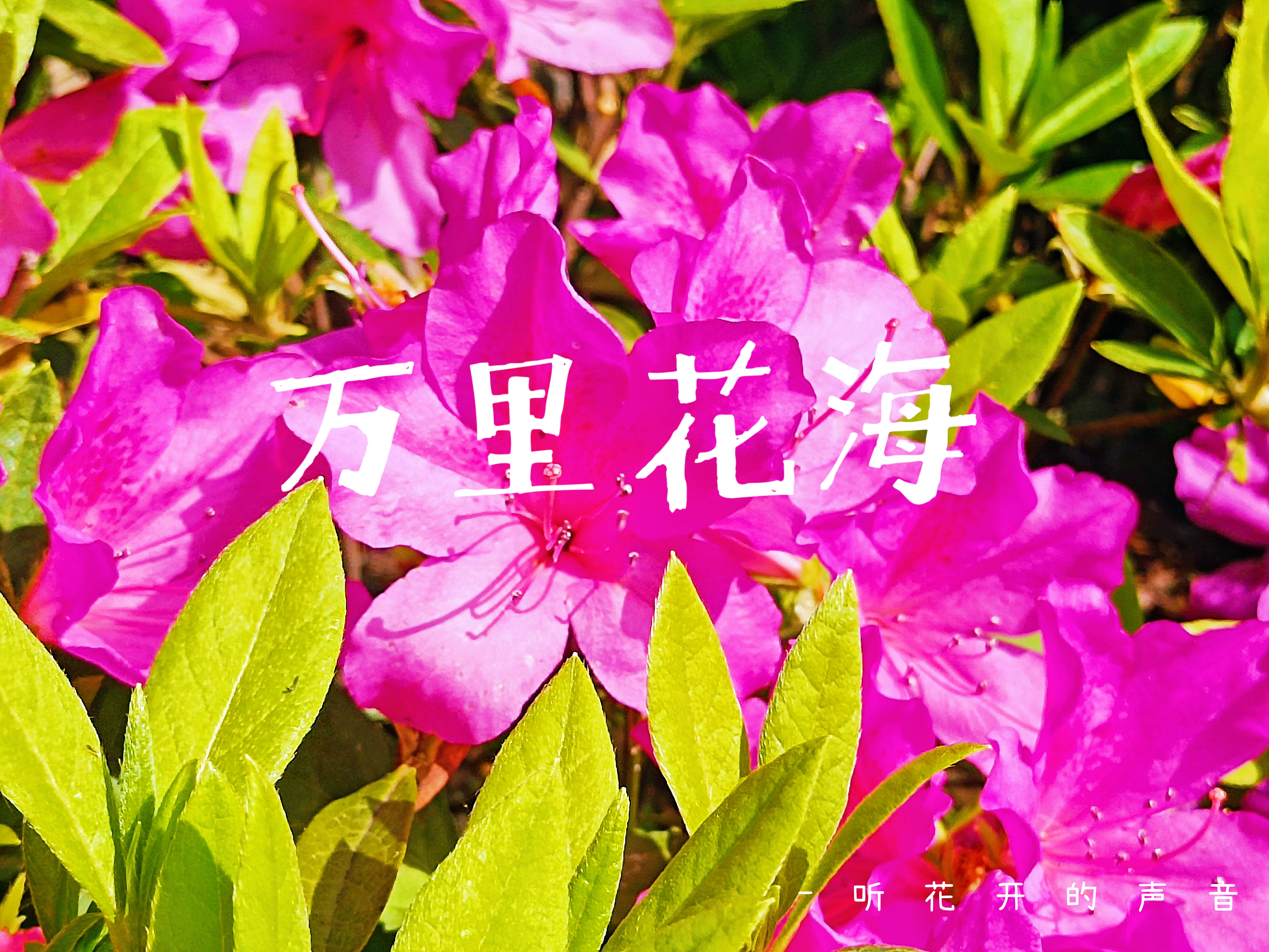 0425_161352_104.png