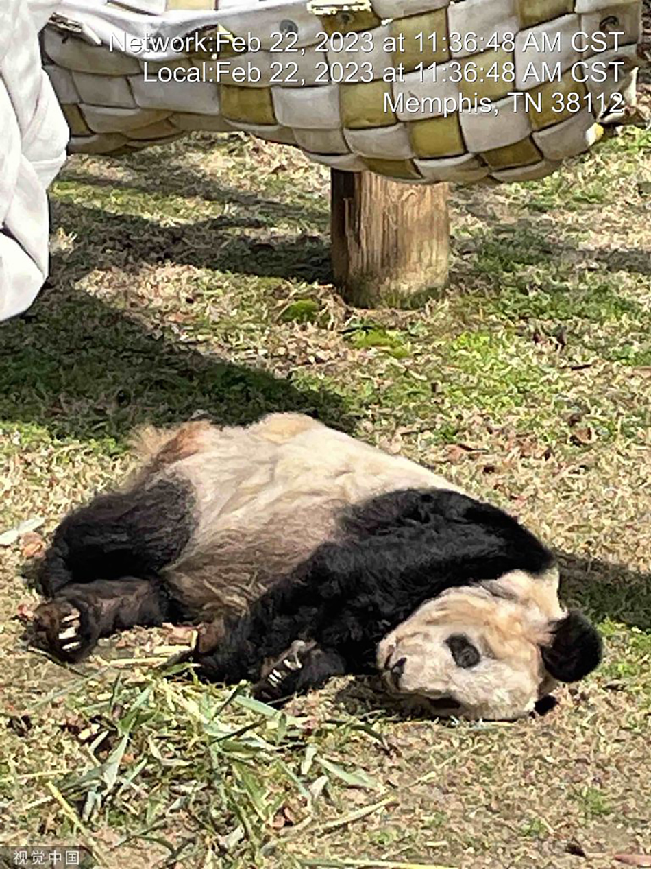 
浙江第二医院黄牛代挂号电话票贩子号贩子网上预约挂号,住院检查加快,欢迎回家！丫丫与乐乐旅美20年：两只大熊猫在美经历了什么？