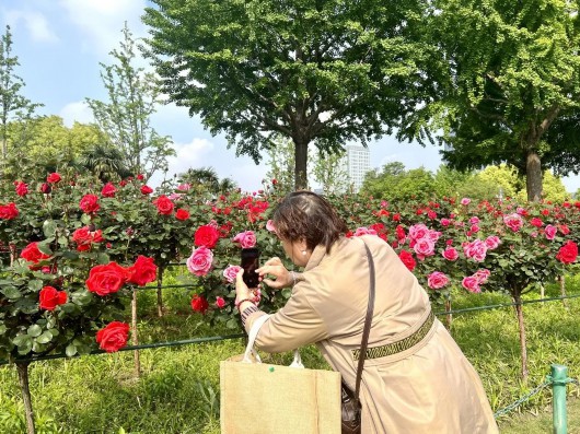 
南京中科研究所黄牛代挂号电话票贩子号贩子网上预约挂号,住院检查加快,廊下闻香千般颜，无人不识月季花……大宁公园进入“月季时间”