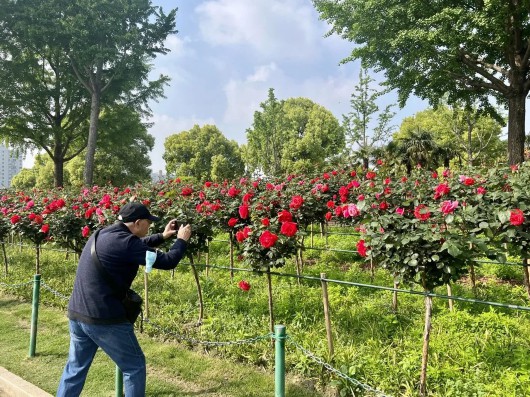 
南京中科研究所黄牛代挂号电话票贩子号贩子网上预约挂号,住院检查加快,廊下闻香千般颜，无人不识月季花……大宁公园进入“月季时间”