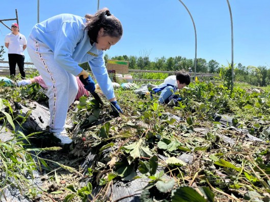 
天津各大医院黄牛代挂号电话票贩子号贩子网上预约挂号,住院检查加快,小长假体验“向往的生活”，在奉贤变身农场的“共建者”