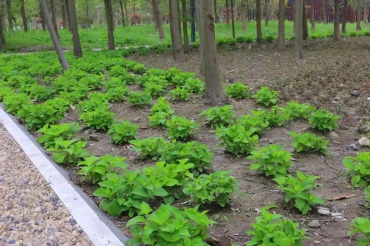 
东部战区总医院黄牛代挂号电话票贩子号贩子网上预约挂号,住院检查加快,可休闲、健身、露营...青浦家门口打卡又添新去处！