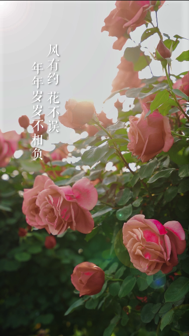 
南京鼓楼医院黄牛代挂号电话票贩子号贩子网上预约挂号,住院检查加快,邂逅青浦二十四食丨满园花浅繁，乘清香入夏