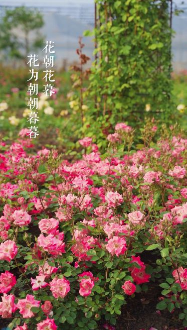 
南京鼓楼医院黄牛代挂号电话票贩子号贩子网上预约挂号,住院检查加快,邂逅青浦二十四食丨满园花浅繁，乘清香入夏