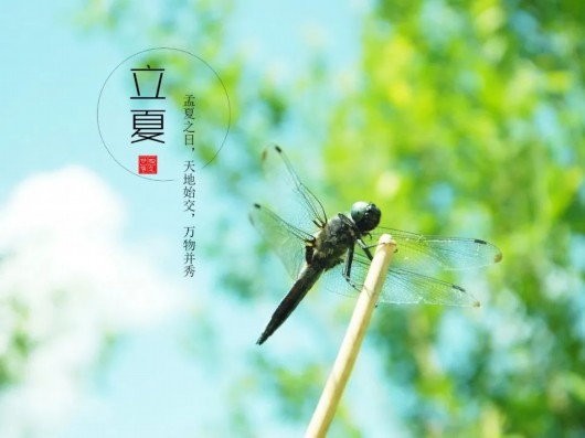 
浙江大学儿童医院黄牛代挂号电话票贩子号贩子网上预约挂号,住院检查加快,节气好“食”光 · 立夏 | 杏林之声