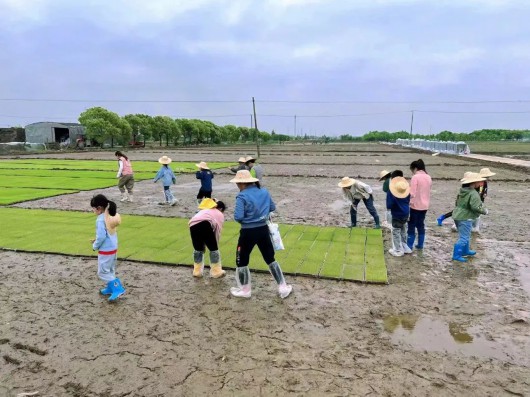 
南京中科研究所黄牛代挂号电话票贩子号贩子网上预约挂号,住院检查加快,奉城成长三十六计丨农民伯伯的辛苦我知“稻”之育苗篇