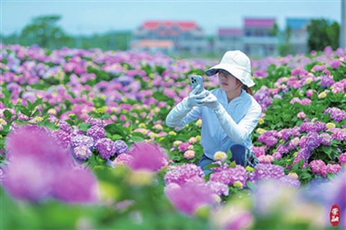 5万余株绣球花烂漫盛放1.jpg