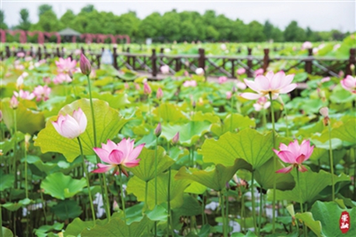 六月荷花香满湖1.jpg
