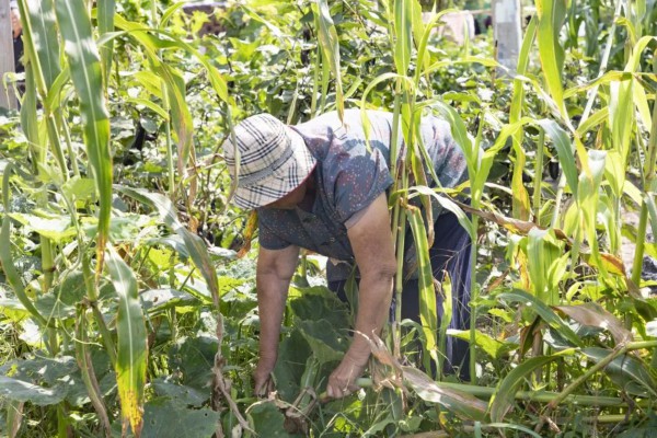 又到吃甜芦粟的季节,清甜爽脆"浑身是宝"