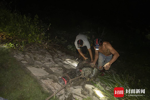 广东茂名“出逃”暹罗鳄已寻回69条，剩余2条仍在搜寻