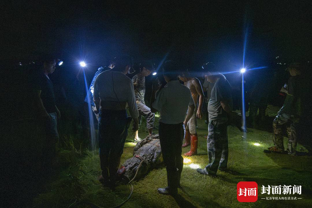 广东茂名“出逃”暹罗鳄已寻回69条，剩余2条仍在搜寻